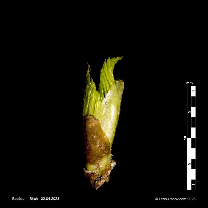 Фото проект о росте листьев 2023. Образец 1 - этап 2
