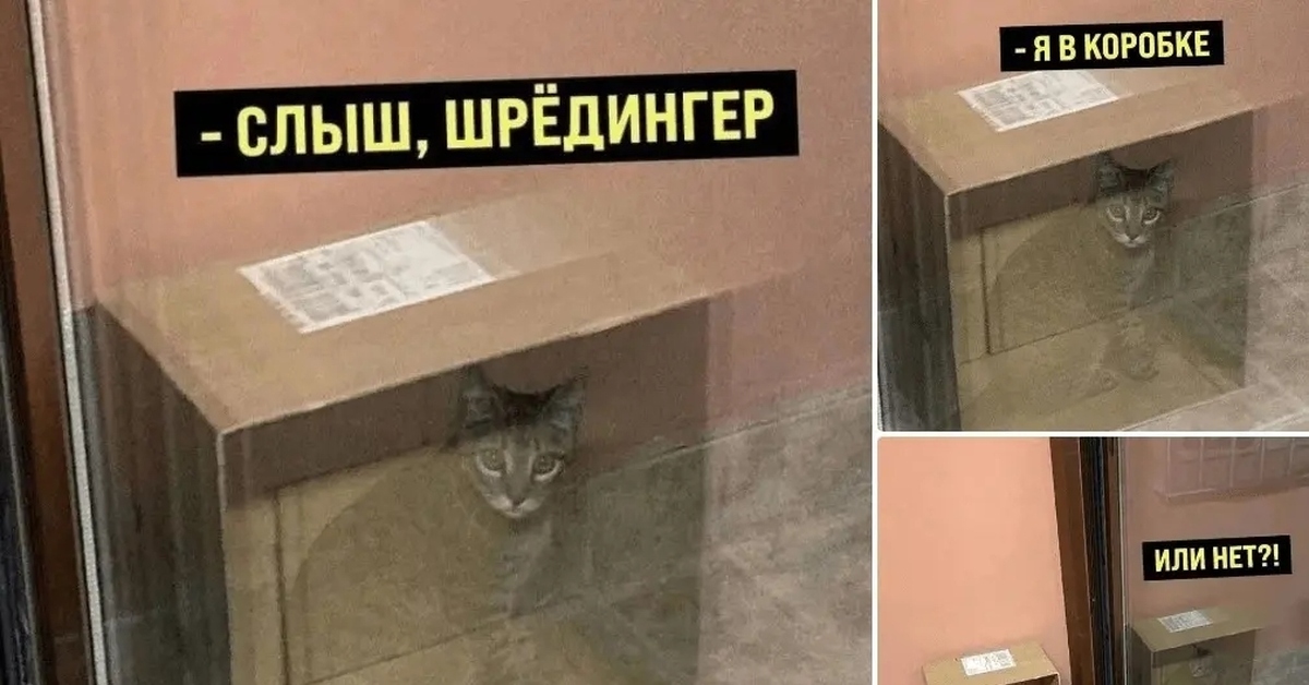 Кот Шрёдингера