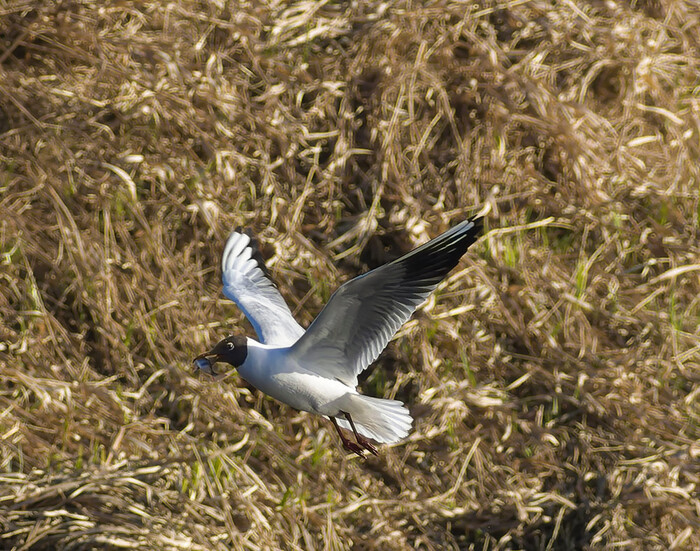 Озёрная чайка на охоте