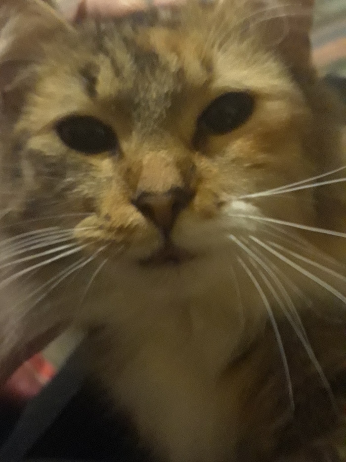 ���� ��� � �����)