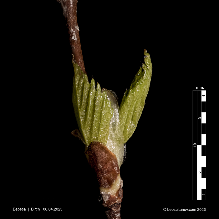 Фото проект о росте листьев 2023. Образец 1 - этап 3