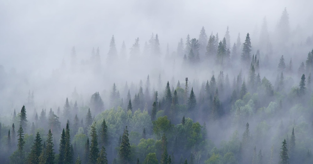 Лес туман лето