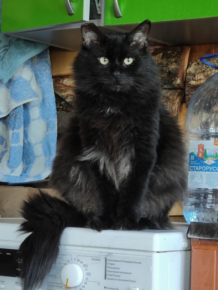 Продолжение поста &laquo;Благодарность чёрного дачного кота с отмороженным ухом&raquo; Кот, Стерилизация, Дача, Зима, Лето, Длиннопост, Ответ на пост, Черный кот