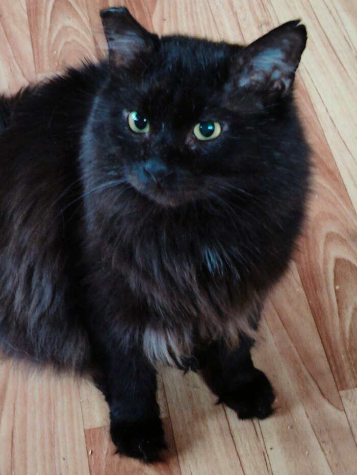 Продолжение поста &laquo;Благодарность чёрного дачного кота с отмороженным ухом&raquo; Кот, Стерилизация, Дача, Зима, Лето, Длиннопост, Ответ на пост, Черный кот