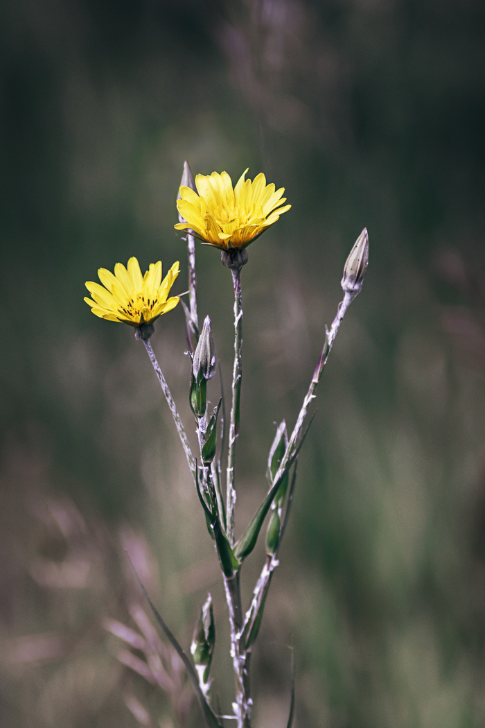 Дикорастущий цветок