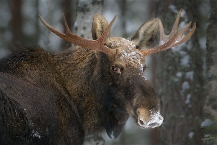 Портрет лося