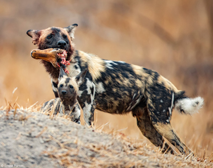 "Голову оторву" буквально