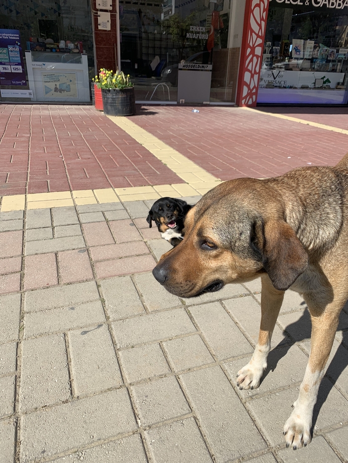 Пока у вас дожди, мы тут охреневаем от жары