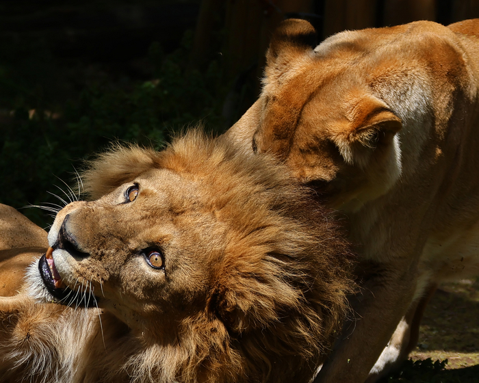 Я и понедельник