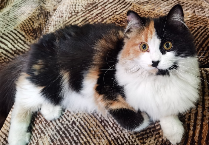 ����������� ���������