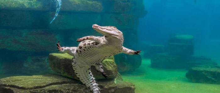     - Dubai Crocodile Park  250  , , , , , 