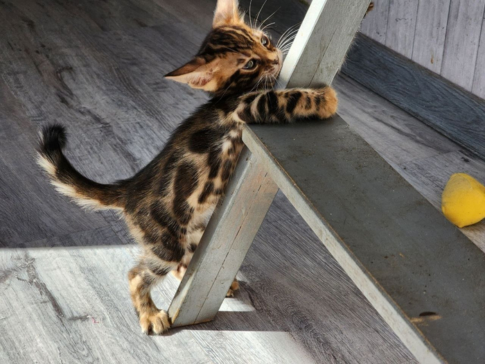 � ��� ������� �����