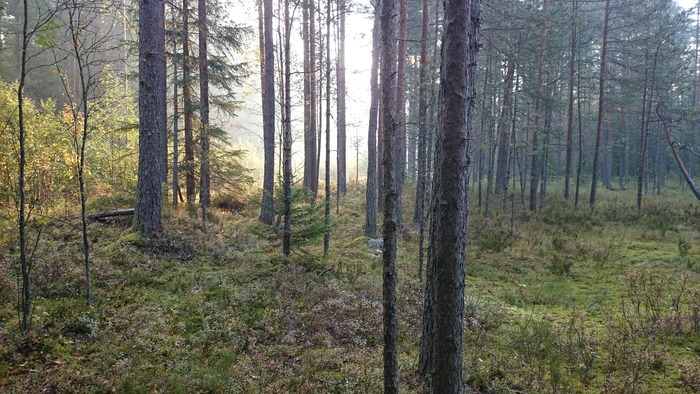 Любите ли вы лес, как люблю его я? Лес, Природа, Ленинградская область, Грибы, Красота, Туризм, Длиннопост
