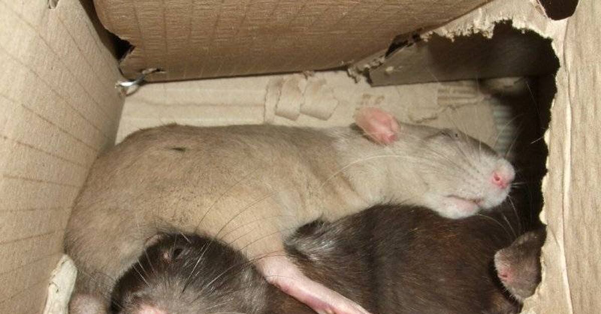 Почему крысы спят. Спящие крысы.