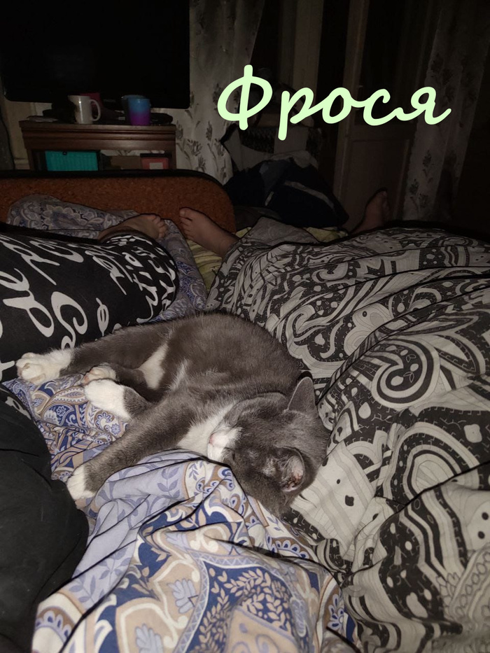 Жизнь домашнего приюта "Котоленд" 384 Кот, Приют, Липецк, Приют Котоленд, Помощь, Доброта, В добрые руки, Длиннопост