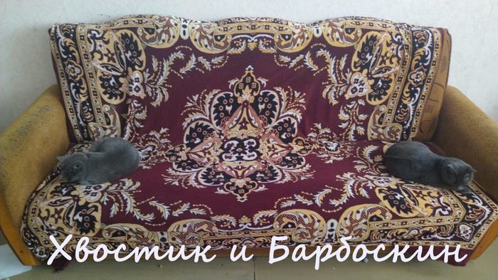 Жизнь домашнего приюта "Котоленд" 384 Кот, Приют, Липецк, Приют Котоленд, Помощь, Доброта, В добрые руки, Длиннопост