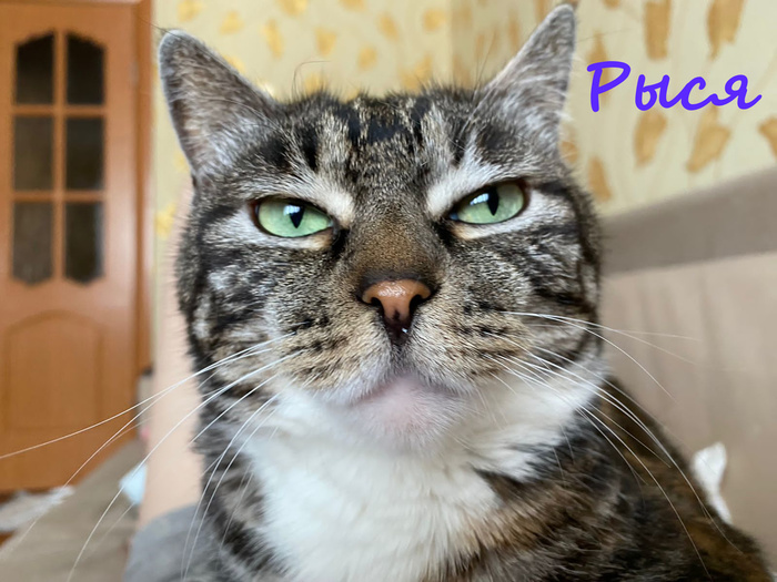 Жизнь домашнего приюта "Котоленд" 384 Кот, Приют, Липецк, Приют Котоленд, Помощь, Доброта, В добрые руки, Длиннопост