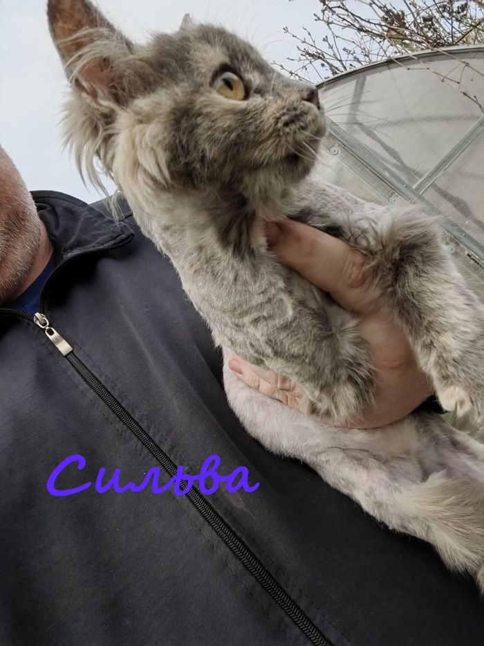 Жизнь домашнего приюта "Котоленд" 384 Кот, Приют, Липецк, Приют Котоленд, Помощь, Доброта, В добрые руки, Длиннопост