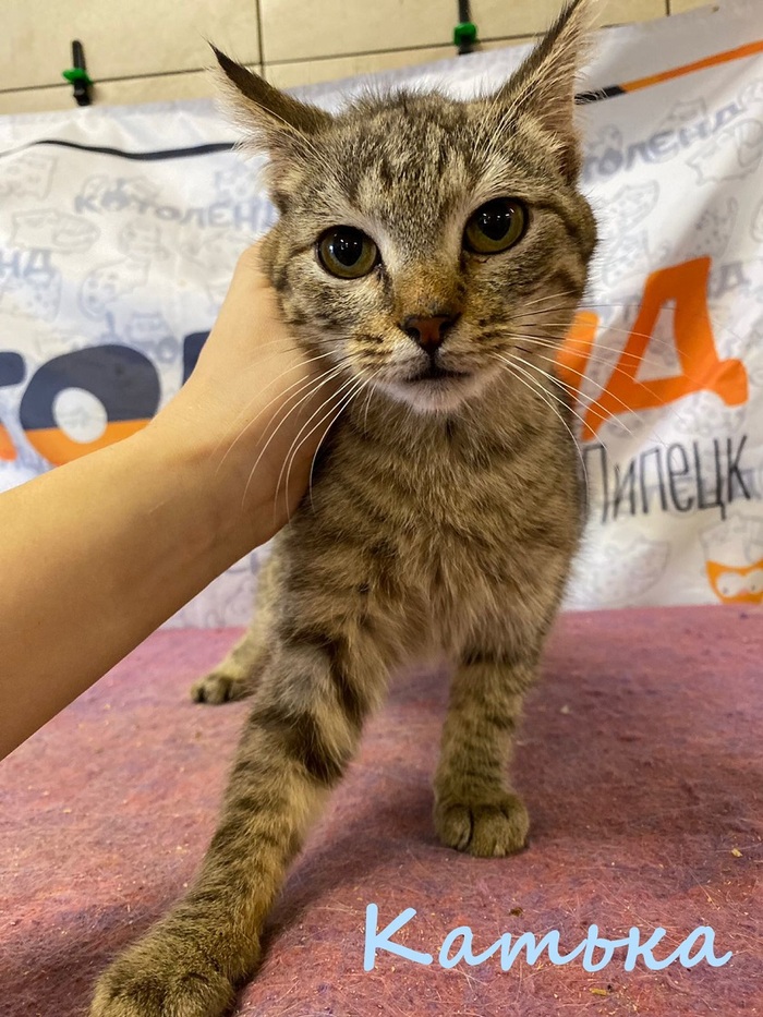 Жизнь домашнего приюта "Котоленд" 384 Кот, Приют, Липецк, Приют Котоленд, Помощь, Доброта, В добрые руки, Длиннопост