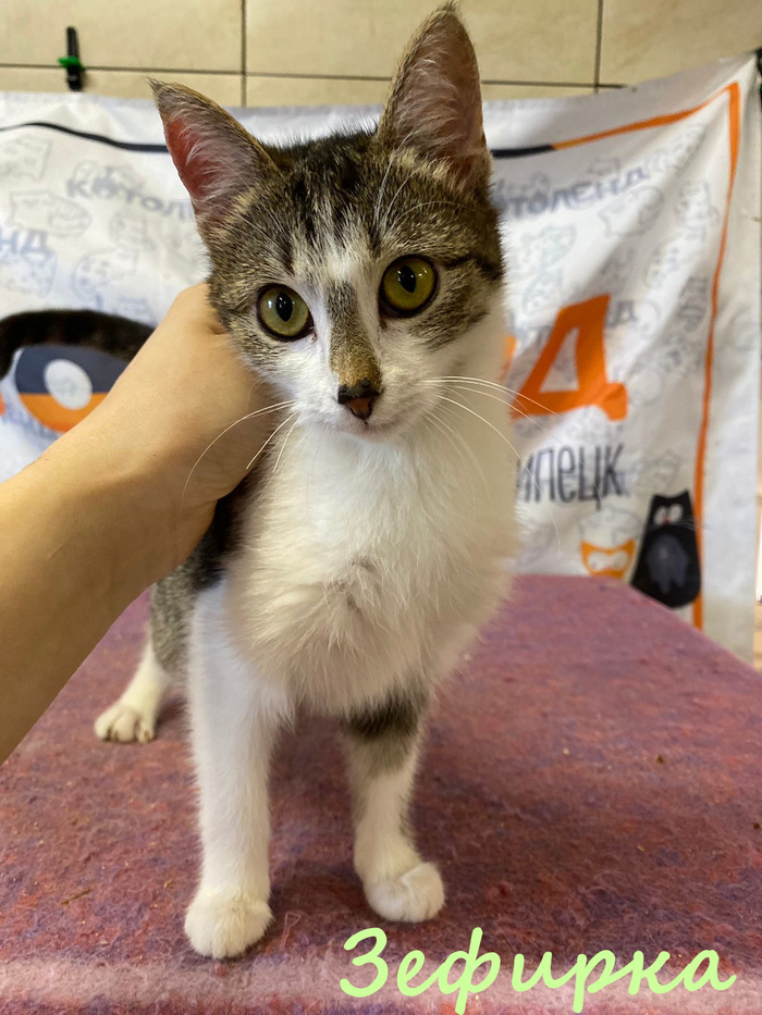 Жизнь домашнего приюта "Котоленд" 384 Кот, Приют, Липецк, Приют Котоленд, Помощь, Доброта, В добрые руки, Длиннопост