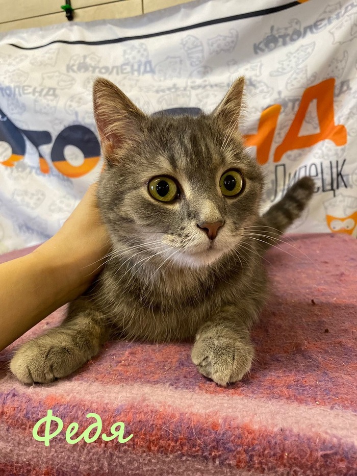 Жизнь домашнего приюта "Котоленд" 384 Кот, Приют, Липецк, Приют Котоленд, Помощь, Доброта, В добрые руки, Длиннопост