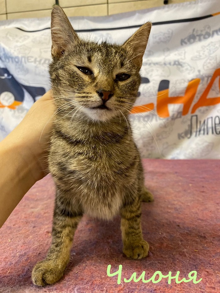 Жизнь домашнего приюта "Котоленд" 384 Кот, Приют, Липецк, Приют Котоленд, Помощь, Доброта, В добрые руки, Длиннопост