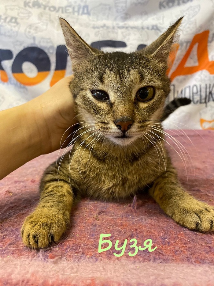 Жизнь домашнего приюта "Котоленд" 384 Кот, Приют, Липецк, Приют Котоленд, Помощь, Доброта, В добрые руки, Длиннопост