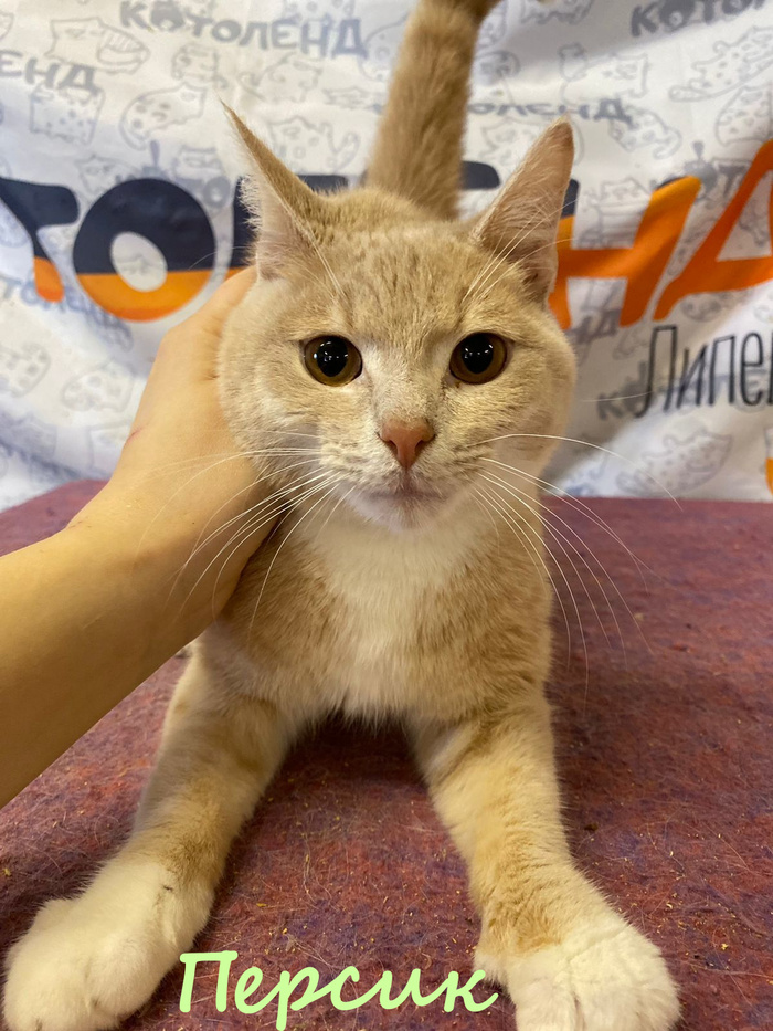 Жизнь домашнего приюта "Котоленд" 384 Кот, Приют, Липецк, Приют Котоленд, Помощь, Доброта, В добрые руки, Длиннопост