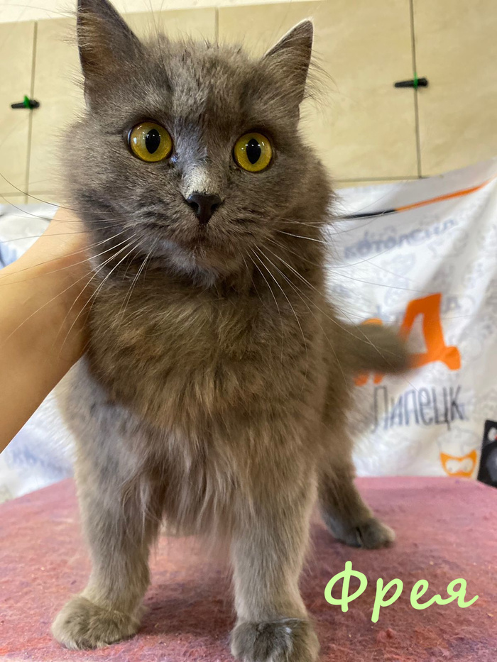 Жизнь домашнего приюта "Котоленд" 384 Кот, Приют, Липецк, Приют Котоленд, Помощь, Доброта, В добрые руки, Длиннопост