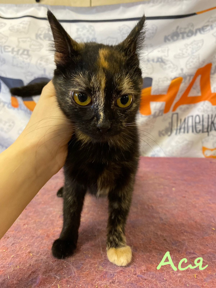 Жизнь домашнего приюта "Котоленд" 384 Кот, Приют, Липецк, Приют Котоленд, Помощь, Доброта, В добрые руки, Длиннопост