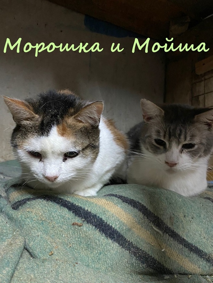 Жизнь домашнего приюта "Котоленд" 384 Кот, Приют, Липецк, Приют Котоленд, Помощь, Доброта, В добрые руки, Длиннопост