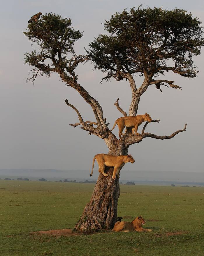 Утренний осмотр