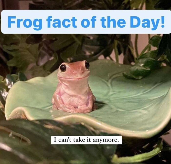 Лягуший факт дня