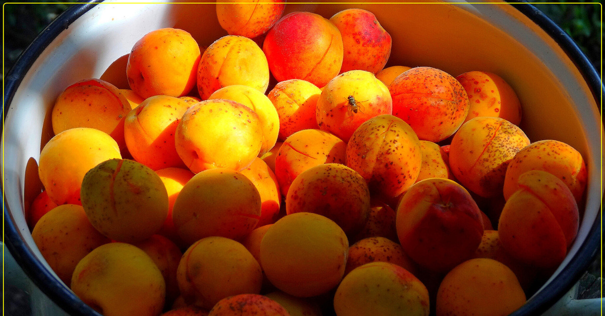 Apricot — абрикос. Абрикос триумф северный. Варенье история иммунитета. Априкот абрикос. История абрикосы.