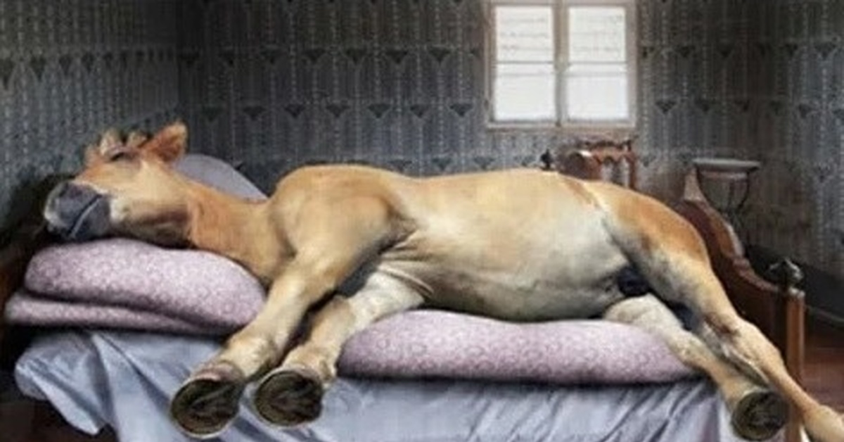 Мужик привел в квартиру лошадь. Лошадь лежит. Спящие лошади. Уставшая лошадь.