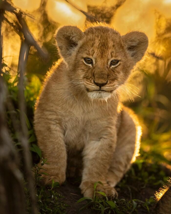 Утро золотистое
