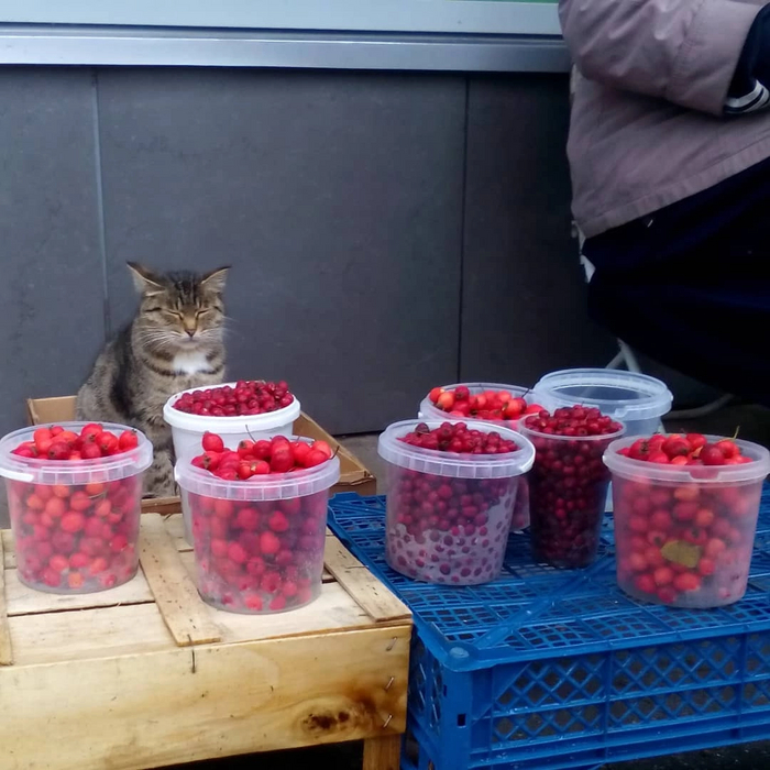 -�������� ��������? -���, ���������