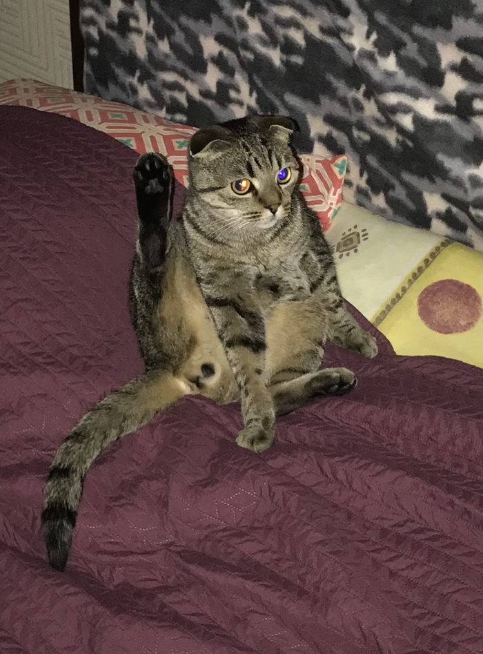 Кота вам! Кот, Фотография, Вислоухий, Домашние животные, Длиннопост