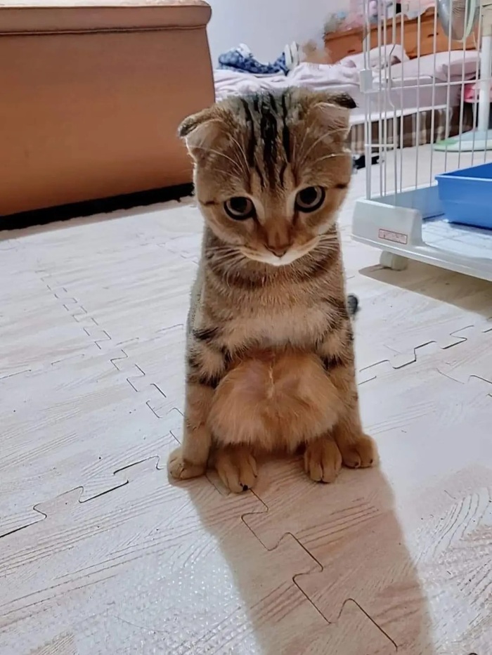 Четкий котик