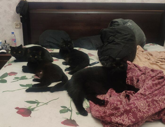 BLM �� ���������