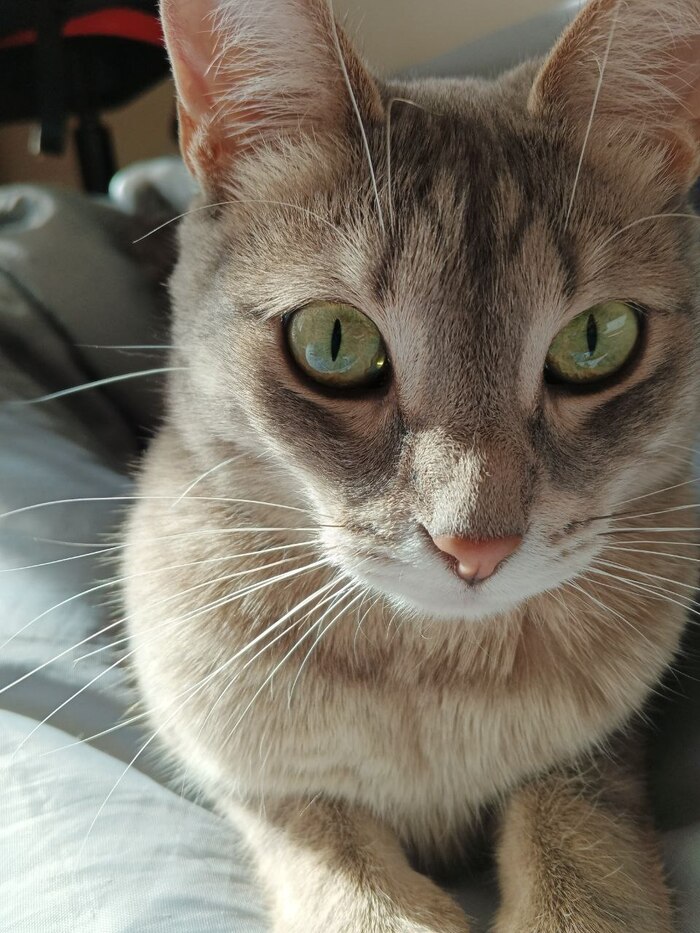 Пушинчик - фотомодель