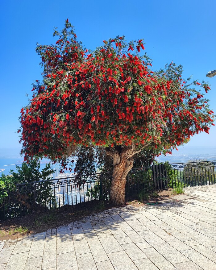 Цветущая Хайфа