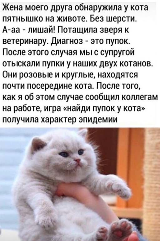 Пуп пришли дом строить