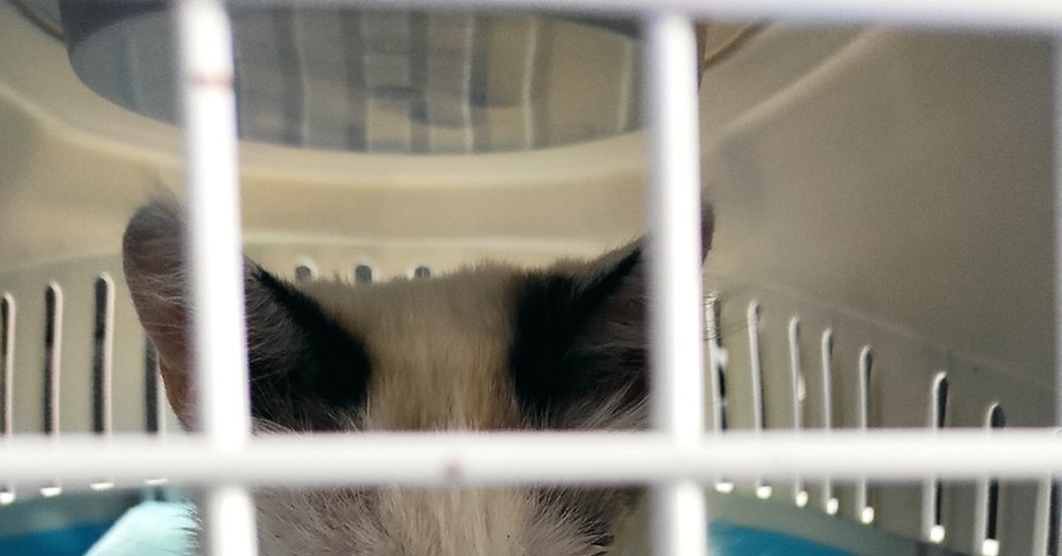 Тяпа | Пикабу