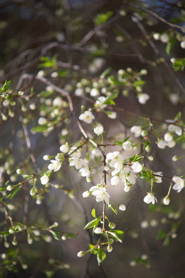 �������� ��� �����