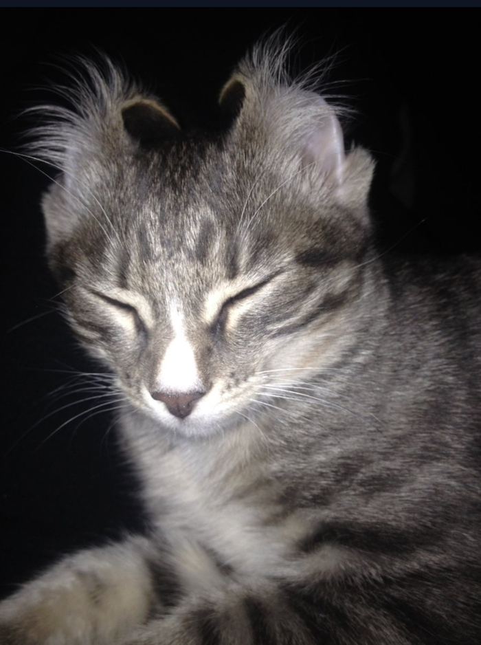 Инопланетянка