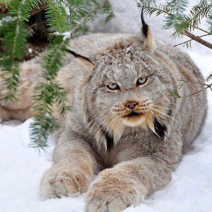 Кыса? Ты уверен?