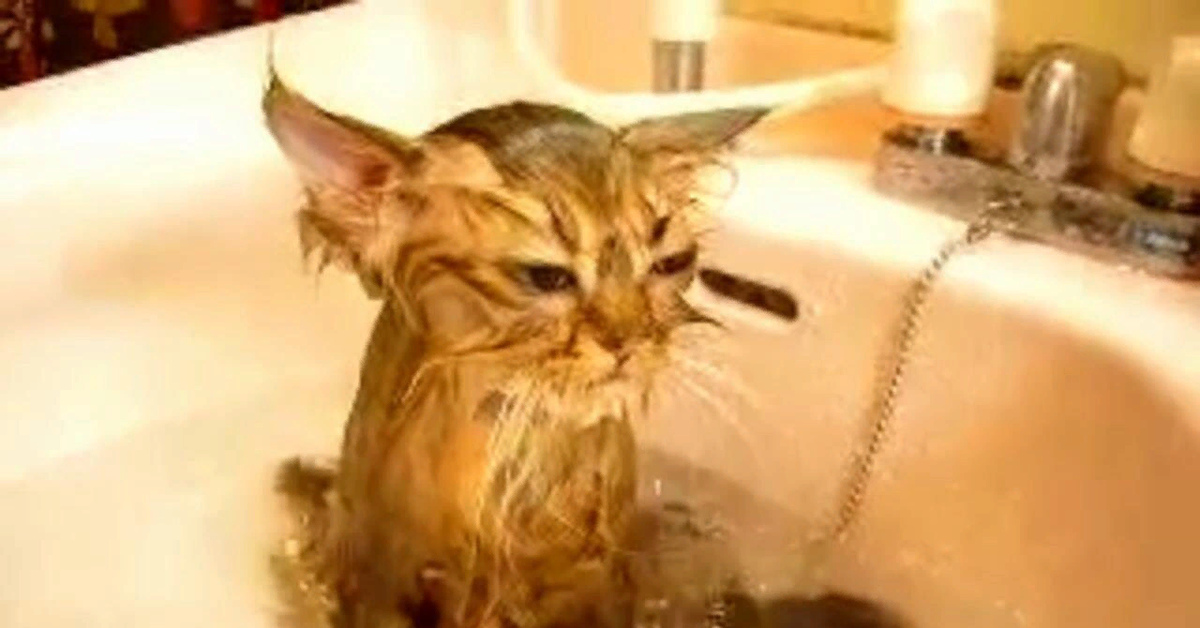 Видео кота в ванной. Мокрый котенок. Мокрый котенок в ванной. Кошка мокрая смешная. Мокрый котик в душе.