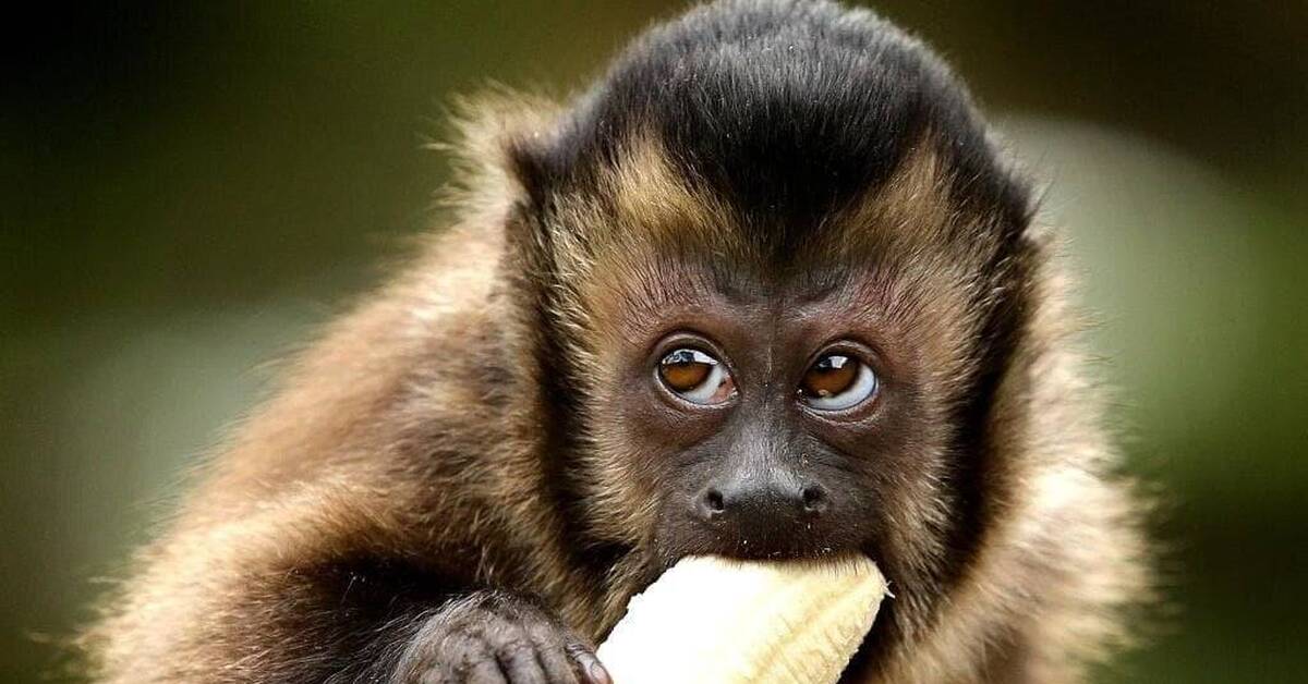Фото обязаны. Обезьяна. Обезьяна ест банан. Обезьянка и бананы. Шимпанзе с бананом.