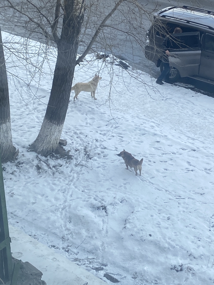 Ответ на пост «Депутат Нина Останина о необходимости эвтаназии бездомных агрессивных животных»